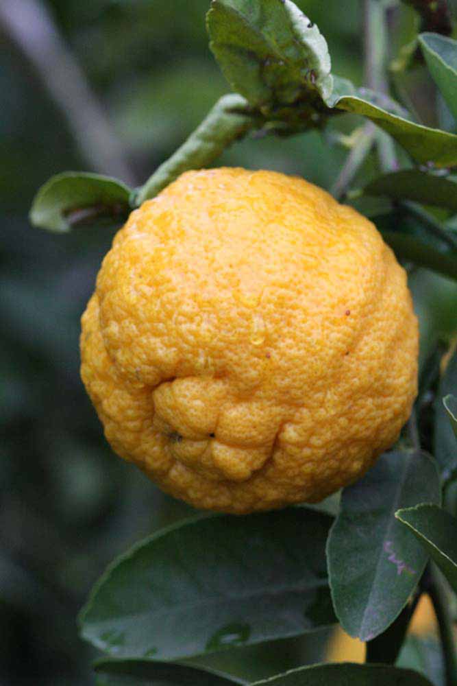            Fruit (Gomiri, Riverside, CA)   